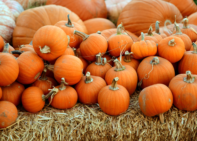 Fall Events in Cincinnati, OH