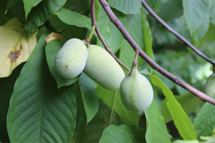 Pawpaw Trees - Cincinnati Outdoors - Cutler Real Estate