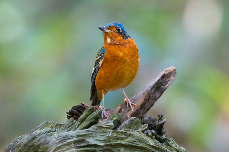 Bird Watching Around Central Ohio - Cutler Real Estate